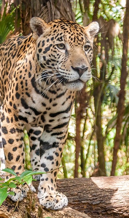 close up of a tiger